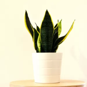 Sansevieria