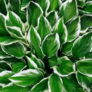 Hosta