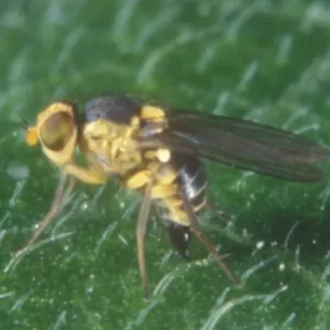 Musca miniera