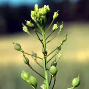 Camelina (Camelina sativa)