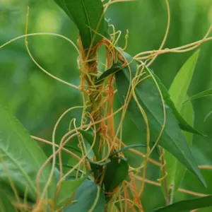 Cuscuta