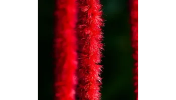 Acalypha