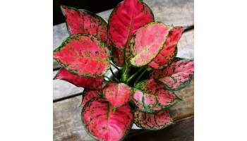 Aglaonema