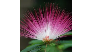 Albizia