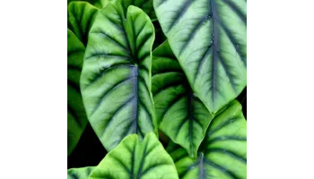 Alocasia