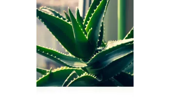 Aloe