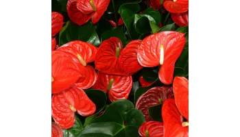 Anthurium