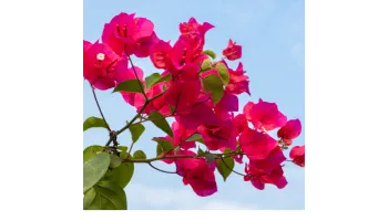 Bougainvillea