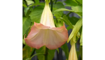 Brugmansia