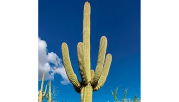 Cactusi