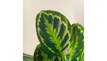 Calathea