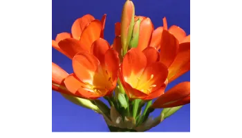 Clivia