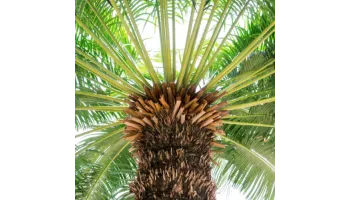 Cycas revoluta