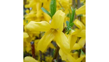 Forsythia