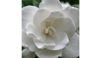 Gardenia