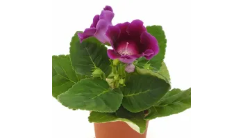 Gloxinia