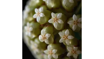 Hoya