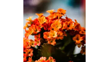 Kalanchoe