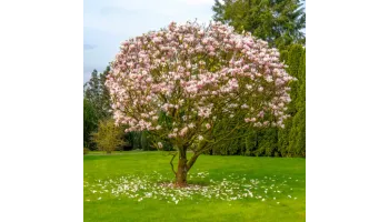 Ghid de plantare si ingrijire Magnolii