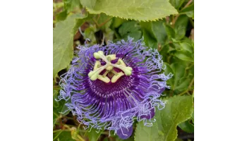 Passiflora