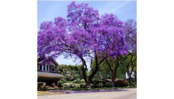 Paulownia