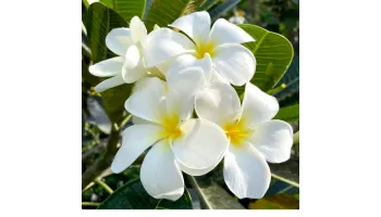 Plumeria