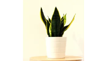 Sansevieria