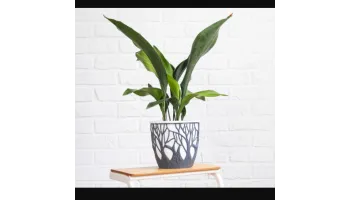 Aspidistra