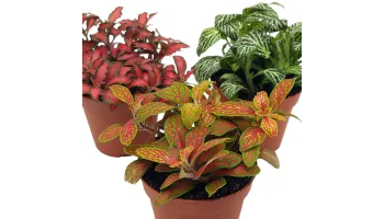 Fittonia