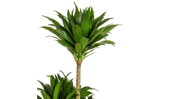 Dracaena