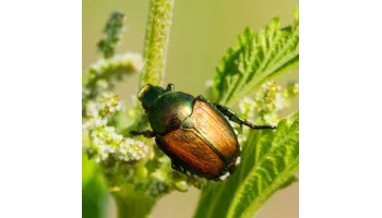 Carabusi