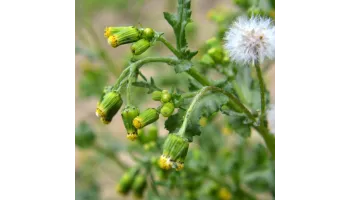 Senecio