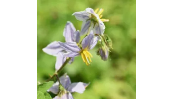 Solanum