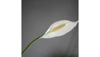 Spathiphyllum