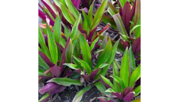 Tradescantia