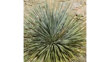 Yucca