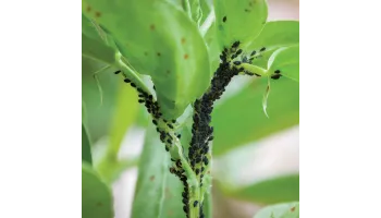 cum scapi de afide: insecticide puternice