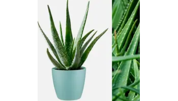 aloe vera beneficii si utilizare