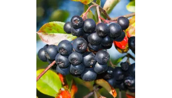 aronia cultivare si beneficii