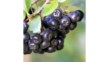 Aronia boli si daunatori