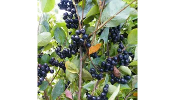 Aronia