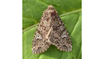 Buha verzei (Mamestra brassicae)