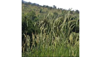 erbicide pentru buruieni monocotiledonate anuale