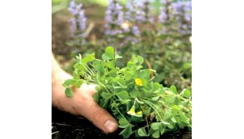 erbicide totale pentru combaterea buruienilor