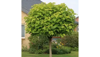 Catalpa