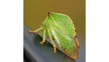 Cicada gheboasa