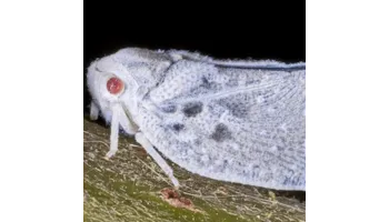 Cicada melifera