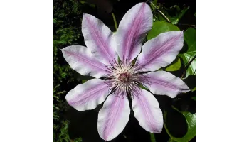 Clematis