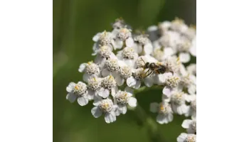 coada soricelului plantare si ingrijire