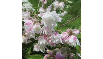 Deutzia